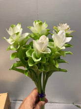 이미지를 갤러리 뷰어에 로드 , Curcuma  40-60cm 250yen/pcs 90pcs
