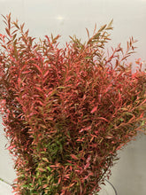 Load image into Gallery viewer, Spiraea thunbergii Dyed Autumn color 100cm 115yen/pcs 100pcs
