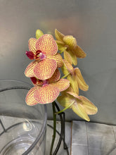 이미지를 갤러리 뷰어에 로드 , Phalaenopsis midi Assort 20cm-  440yen/pcs(FOB)  20pcs
