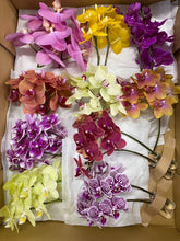 이미지를 갤러리 뷰어에 로드 , Phalaenopsis midi Assort 20cm-  440yen/pcs(FOB)  20pcs
