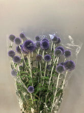 이미지를 갤러리 뷰어에 로드 , Echinops ritro 90cm 315yen/pcs(FOB)  40pcs
