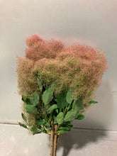 Load image into Gallery viewer, Cotinus Coggygria White 100cm 750yen/pcs 20pcs
