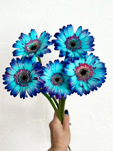 Load image into Gallery viewer, Gerbera Dyed 50cm 80pcs ＠190yen(FOB)/pcs
