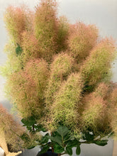 Load image into Gallery viewer, Cotinus Coggygria White 100cm 750yen/pcs 20pcs
