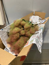 Load image into Gallery viewer, Cotinus Coggygria White 100cm 750yen/pcs 20pcs
