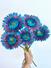 Load image into Gallery viewer, Gerbera Dyed 50cm 80pcs ＠190yen(FOB)/pcs
