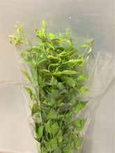 Load image into Gallery viewer, Stemona japonica 60cm 165yen/pcs 100pcs
