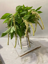 Load image into Gallery viewer, Amaranthus hypochondriacus 60cm 90pcs @150yen(FOB)
