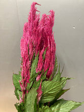 이미지를 갤러리 뷰어에 로드 , Celosia argentea  60cm 200pcs @65yen(FOB)
