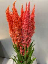 이미지를 갤러리 뷰어에 로드 , Celosia argentea  60cm 200pcs @65yen(FOB)
