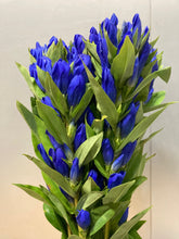 이미지를 갤러리 뷰어에 로드 , Gentiana scabra Blue 70cm 100yen/pcs 150pcs
