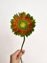 Load image into Gallery viewer, Gerbera Dyed 50cm 80pcs ＠190yen(FOB)/pcs
