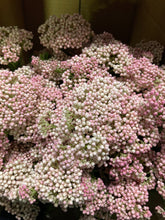 Load image into Gallery viewer, Ozothamnus diosmifolius 70cm 315yen/pcs(FOB)  90pcs
