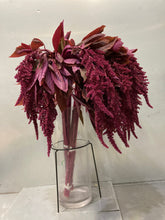 Load image into Gallery viewer, Amaranthus hypochondriacus 60cm 90pcs @150yen(FOB)
