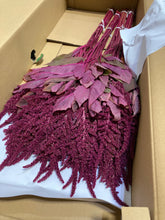 Load image into Gallery viewer, Amaranthus hypochondriacus 60cm 90pcs @150yen(FOB)
