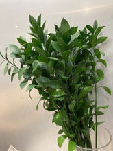 이미지를 갤러리 뷰어에 로드 , Danae racemosa 80cm 150yen/pcs 50pcs
