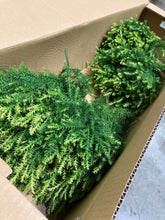 이미지를 갤러리 뷰어에 로드 , Chamaecyparis obtusa cv. Plumosa 70cm 225yen(FOB)/pcs  40pcs
