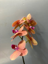 이미지를 갤러리 뷰어에 로드 , Phalaenopsis midi Assort 20cm-  440yen/pcs(FOB)  20pcs
