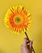 Load image into Gallery viewer, Gerbera Big  form Matsushita Engei 50cm 180pcs @165yen(FOB)
