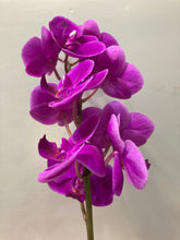 이미지를 갤러리 뷰어에 로드 , Phalaenopsis midi Assort 20cm-  440yen/pcs(FOB)  20pcs
