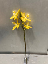 이미지를 갤러리 뷰어에 로드 , Phalaenopsis midi Assort 20cm-  440yen/pcs(FOB)  20pcs

