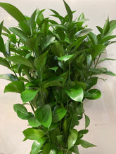 이미지를 갤러리 뷰어에 로드 , Danae racemosa 80cm 150yen/pcs 50pcs
