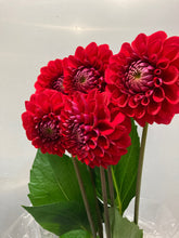 이미지를 갤러리 뷰어에 로드 , Dahlia 60cm 320yen/pcs(FOB)  40pcs
