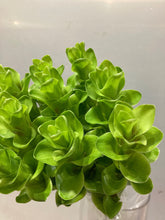 이미지를 갤러리 뷰어에 로드 , Curcuma  40-60cm 250yen/pcs 90pcs
