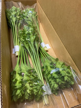 이미지를 갤러리 뷰어에 로드 , Curcuma  40-60cm 250yen/pcs 90pcs

