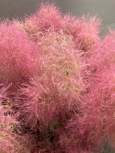 Load image into Gallery viewer, Cotinus Coggygria White 100cm 750yen/pcs 20pcs
