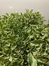 이미지를 갤러리 뷰어에 로드 , Pittosporum 80cm 250yen/pcs (FOB)  40pcs
