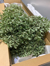 이미지를 갤러리 뷰어에 로드 , Pittosporum 80cm 250yen/pcs (FOB)  40pcs
