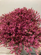 이미지를 갤러리 뷰어에 로드 , Limonium sinense 65cm  100yen/pcs(FOB)  100pcs
