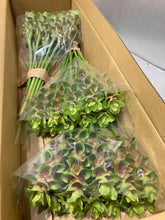 이미지를 갤러리 뷰어에 로드 , Curcuma  40-60cm 250yen/pcs 90pcs
