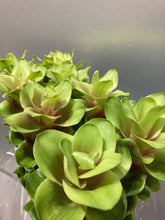 이미지를 갤러리 뷰어에 로드 , Curcuma  40-60cm 250yen/pcs 90pcs
