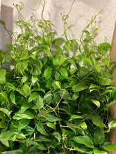 Load image into Gallery viewer, Stemona japonica 60cm 165yen/pcs 100pcs

