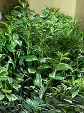 이미지를 갤러리 뷰어에 로드 , Pittosporum 80cm 250yen/pcs (FOB)  40pcs
