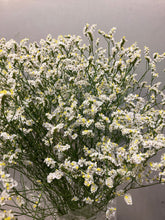 이미지를 갤러리 뷰어에 로드 , Limonium sinense 65cm  100yen/pcs(FOB)  100pcs
