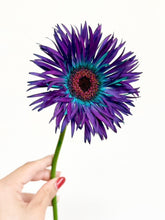 Load image into Gallery viewer, Gerbera Dyed 50cm 80pcs ＠190yen(FOB)/pcs
