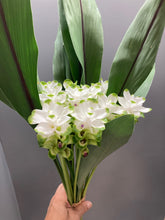 이미지를 갤러리 뷰어에 로드 , Curcuma  40-60cm 250yen/pcs 90pcs
