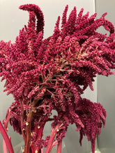Load image into Gallery viewer, Amaranthus hypochondriacus 60cm 90pcs @150yen(FOB)

