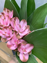 이미지를 갤러리 뷰어에 로드 , Curcuma  40-60cm 250yen/pcs 90pcs

