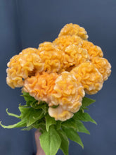 Load image into Gallery viewer, Celosia argentea 80cm 225yen/pcs(FOB) 100pcs
