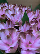 이미지를 갤러리 뷰어에 로드 , Curcuma  40-60cm 250yen/pcs 90pcs
