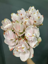 이미지를 갤러리 뷰어에 로드 , Curcuma  40-60cm 250yen/pcs 90pcs
