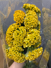 Load image into Gallery viewer, Celosia argentea 80cm 225yen/pcs(FOB) 100pcs
