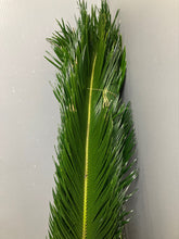 이미지를 갤러리 뷰어에 로드 , Cycas revoluta 110cm 90yen/pcs(FOB)   50pcs
