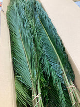 이미지를 갤러리 뷰어에 로드 , Cycas revoluta 110cm 90yen/pcs(FOB)   50pcs
