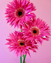 Load image into Gallery viewer, Gerbera Big  form Matsushita Engei 50cm 180pcs @165yen(FOB)
