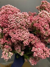Load image into Gallery viewer, Ozothamnus diosmifolius 70cm 315yen/pcs(FOB)  90pcs
